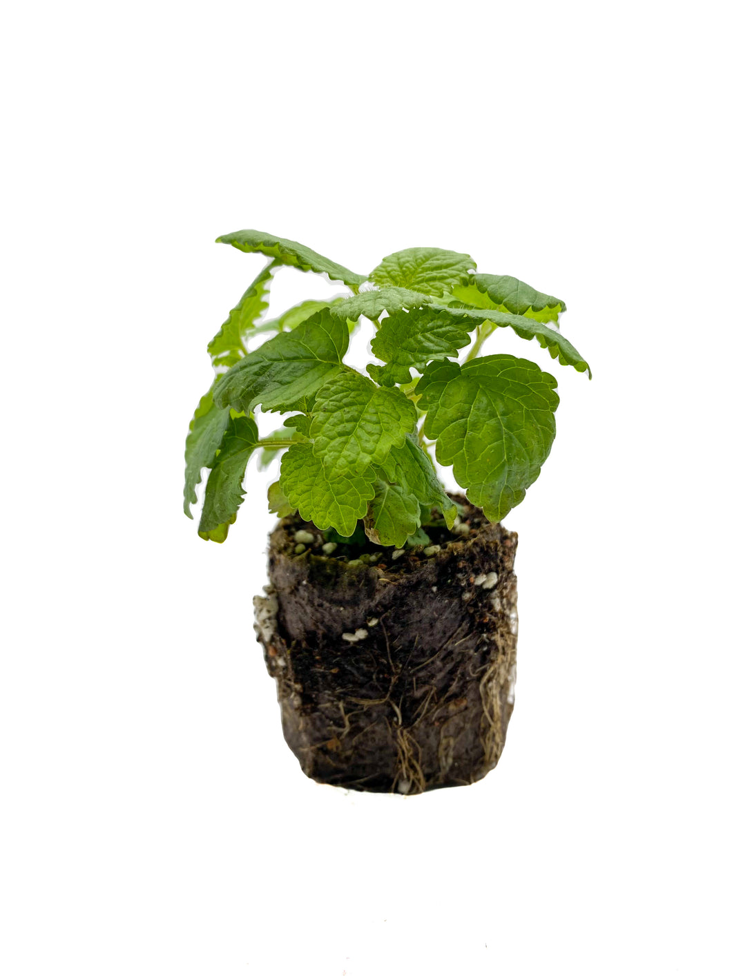 Plants in the Post/ Lemon Balm/ Seedlings Online