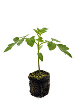 Load image into Gallery viewer, Plants in the Post/ Don&#39;t Make Me Blush - 6 Plant Pack/ Seedlings Online
