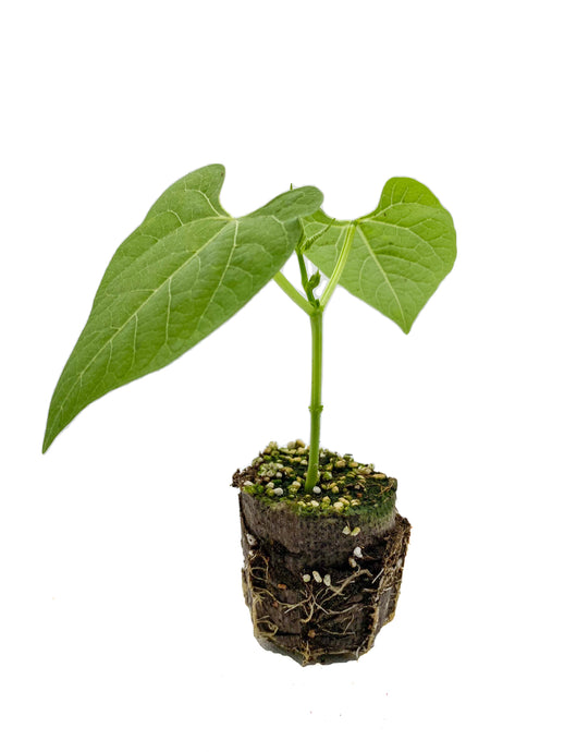 Plants in the Post/ Borlotti Bean/ Seedling Online