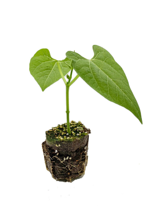 Plants in the Post/ Green Bean/ Seedlings Online