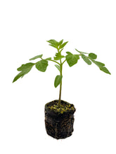 Load image into Gallery viewer, Plants in the Post/ Don&#39;t Make Me Blush - 6 Plant Pack/ Seedlings Online
