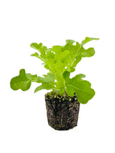 Load image into Gallery viewer, Plants in the Post/Oakleaf Lettuce - Green/ Seedlings Online
