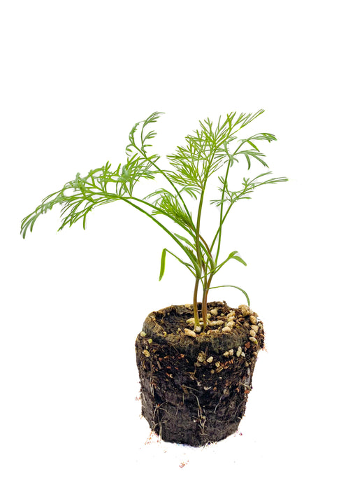 Plants in the Post/ Dill/ Seedlings Online