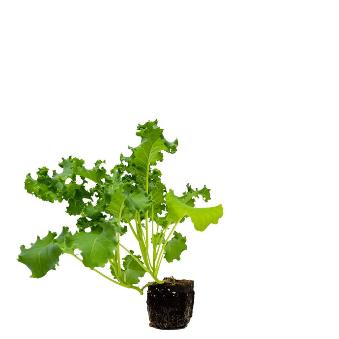 Plants in the Post/ Kale - Babyleaf/ Seedlings Online