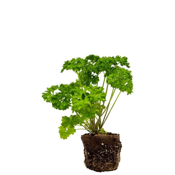 Plants in the Post/ Parsley/ Seedlings Online