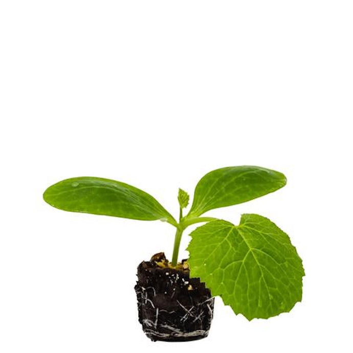 Plants in the Post/ Button Squash - Yellow/ Seedlings Online